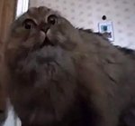 Опасень